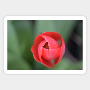 Red Tulip with green background bokeh Sticker